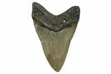 Serrated, Fossil Megalodon Tooth - North Carolina #344073-1